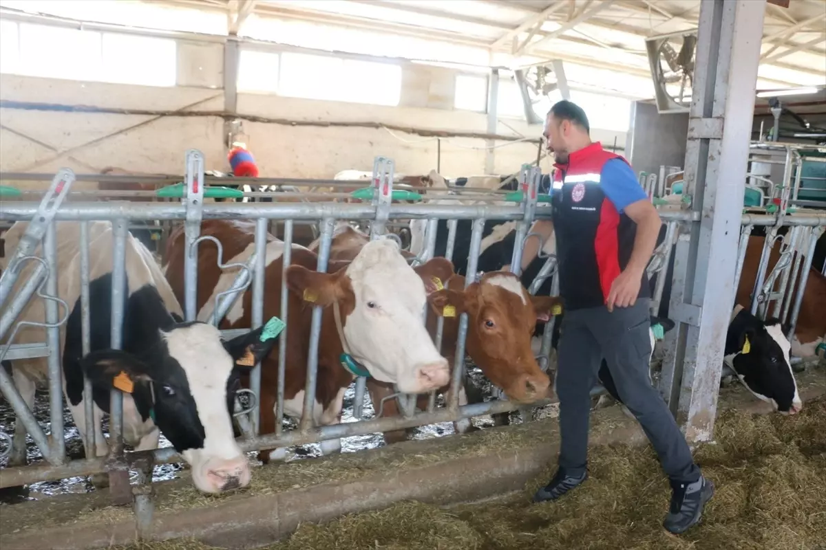 Erzincan’da Şap Hastalığına Karşı Aşı Kampanyası